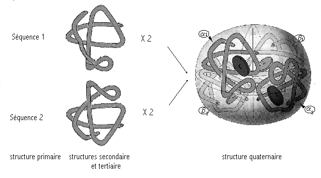 structure polypeptidique primaire